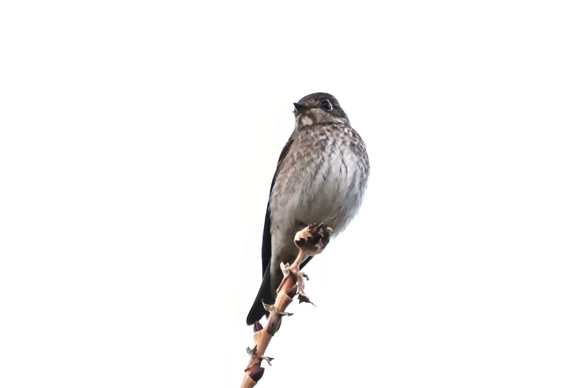 Dark-sided Flycatcher (Siberian) - ML642399774