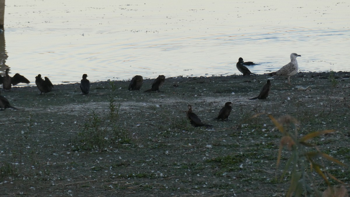 Cormorán Pigmeo - ML642399778