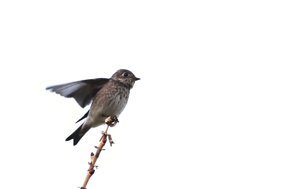Papamoscas Siberiano (sibirica) - ML642399779
