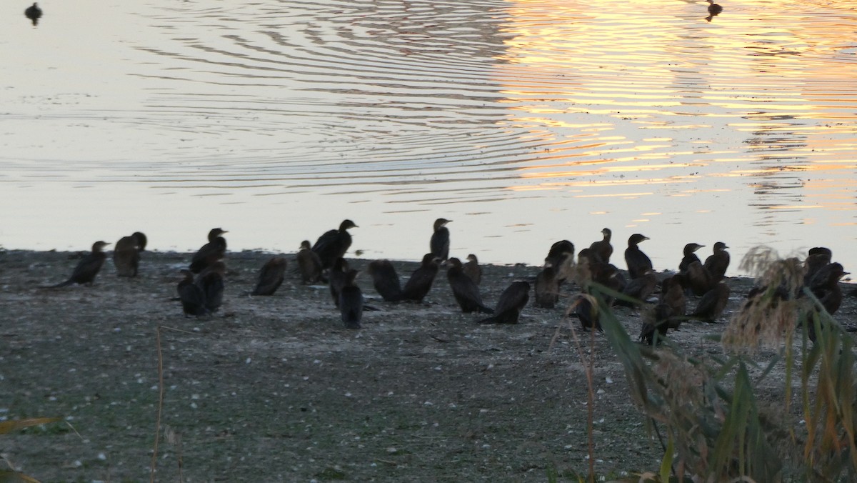 Cormorán Pigmeo - ML642399786