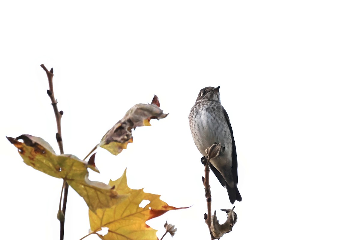 Papamoscas Siberiano (sibirica) - ML642399796