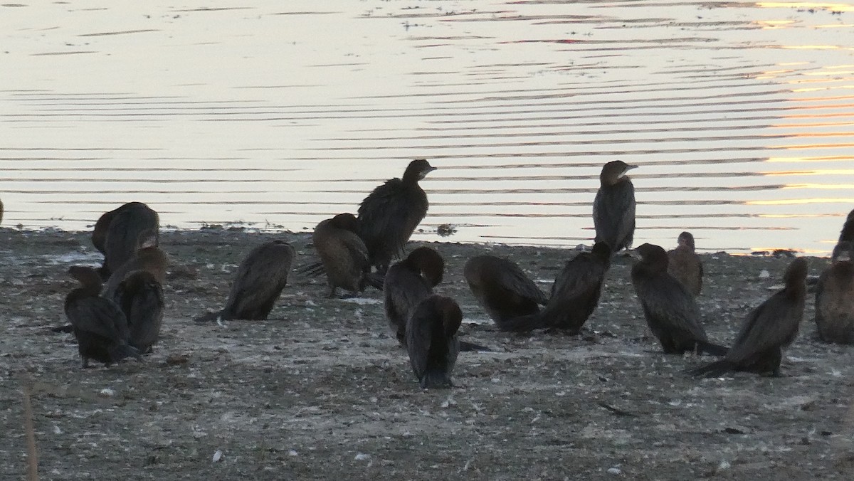 Cormorán Pigmeo - ML642399798