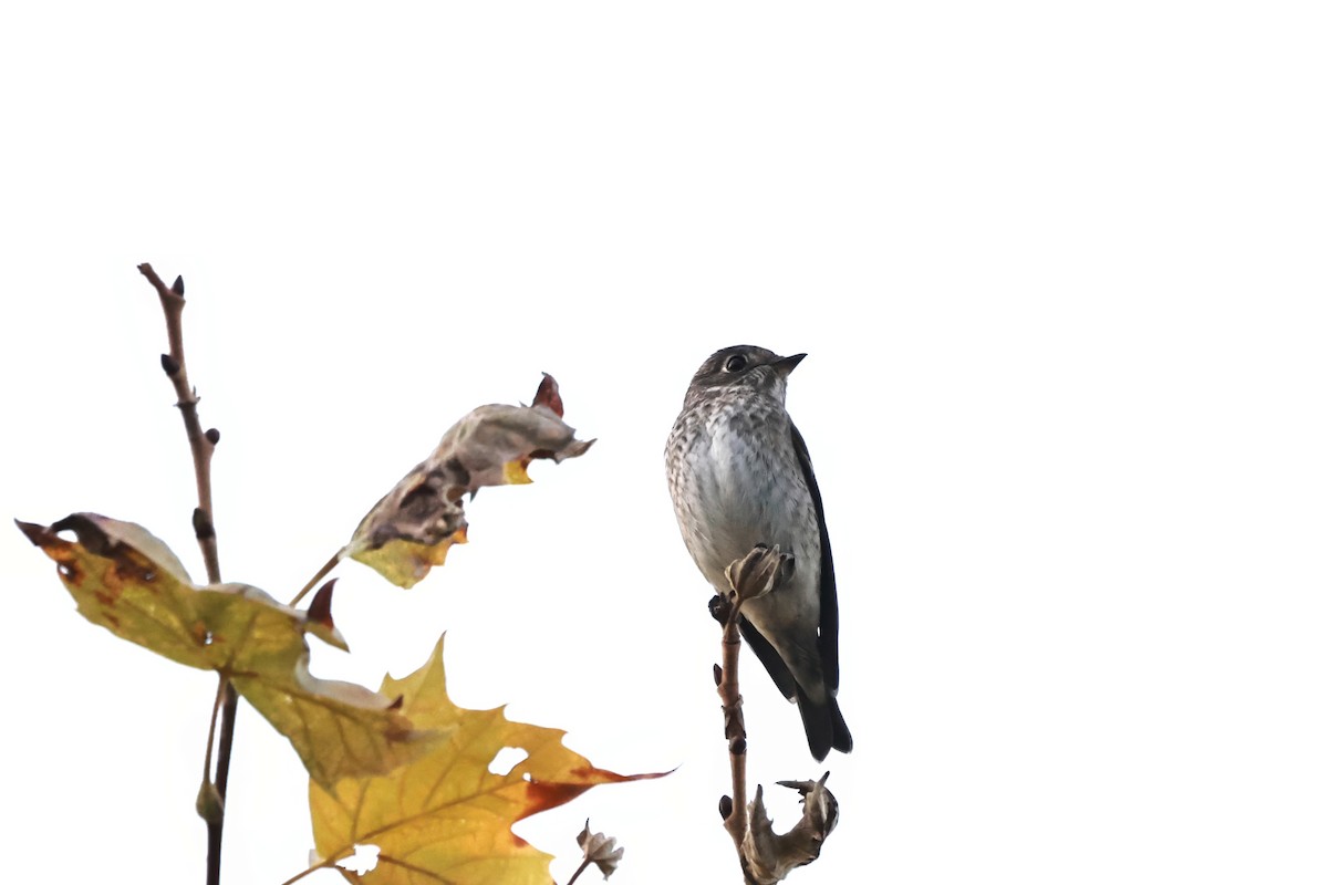 Papamoscas Siberiano (sibirica) - ML642399799