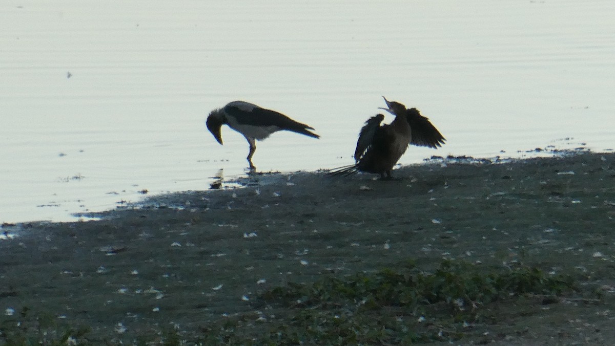Cormorán Pigmeo - ML642399800