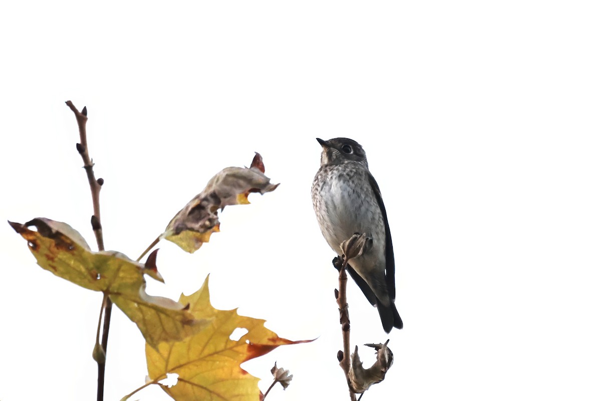 Papamoscas Siberiano (sibirica) - ML642399801