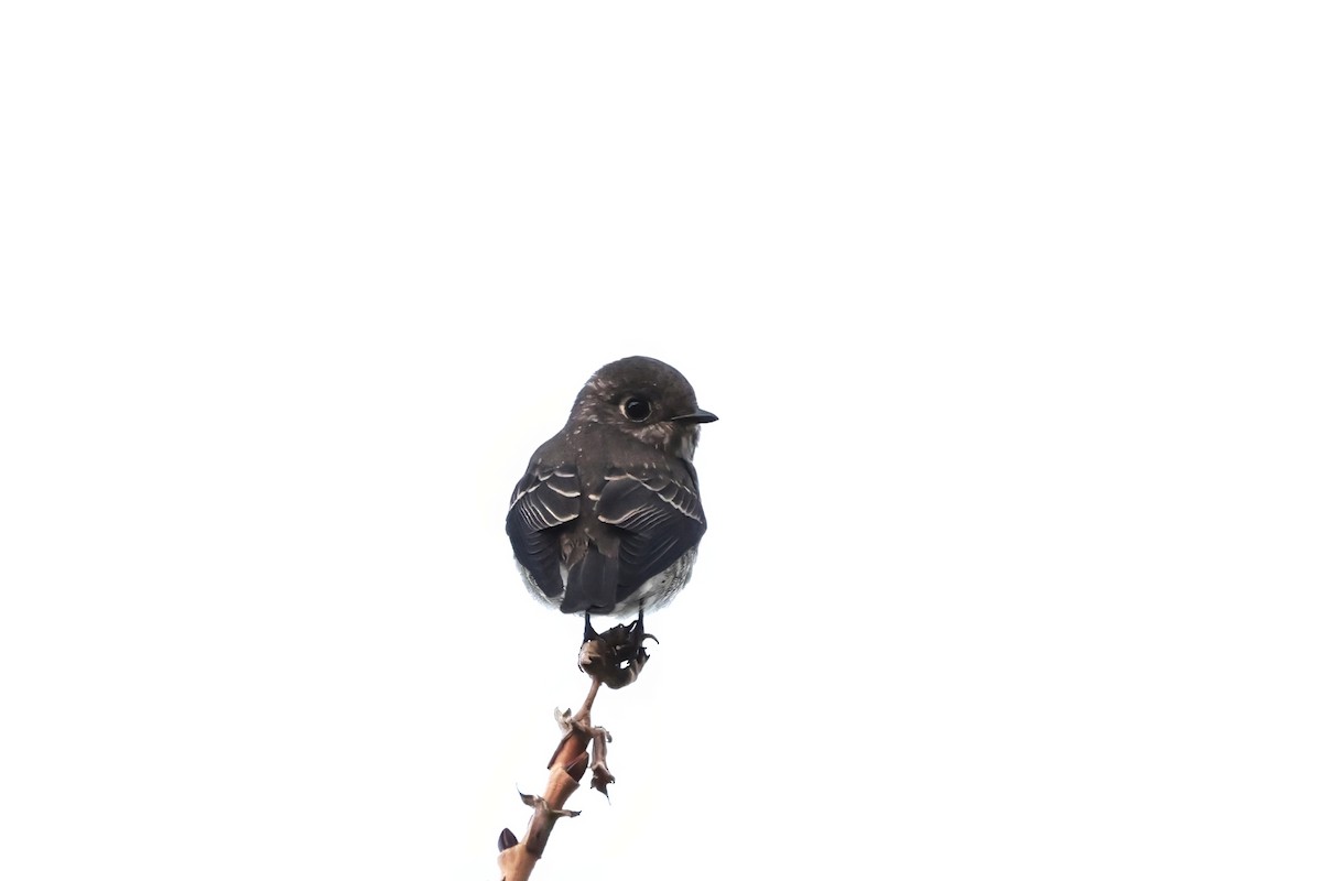 Papamoscas Siberiano (sibirica) - ML642399802