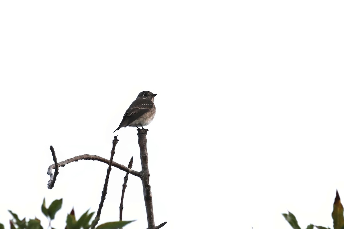 Papamoscas Siberiano (sibirica) - ML642399804