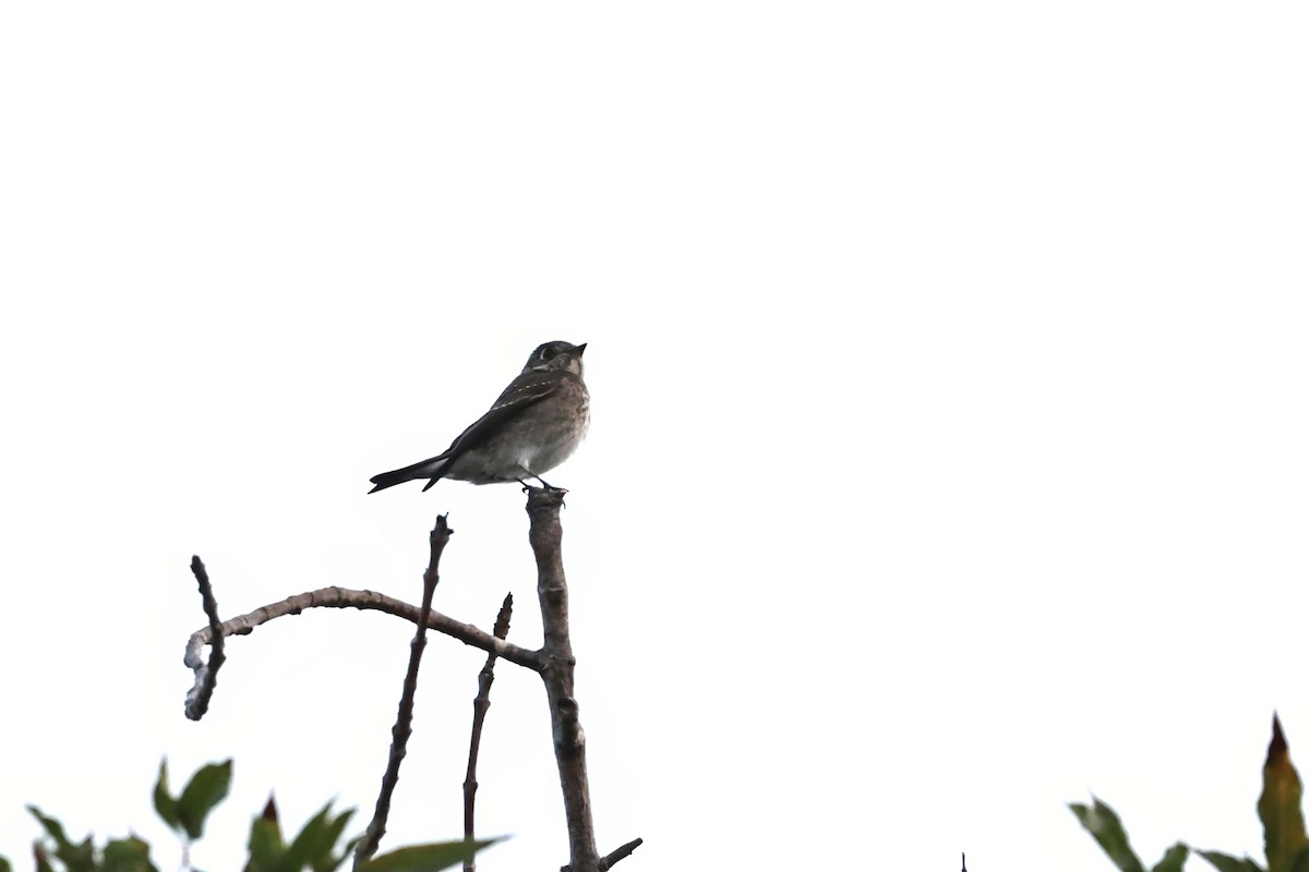 Papamoscas Siberiano (sibirica) - ML642399805