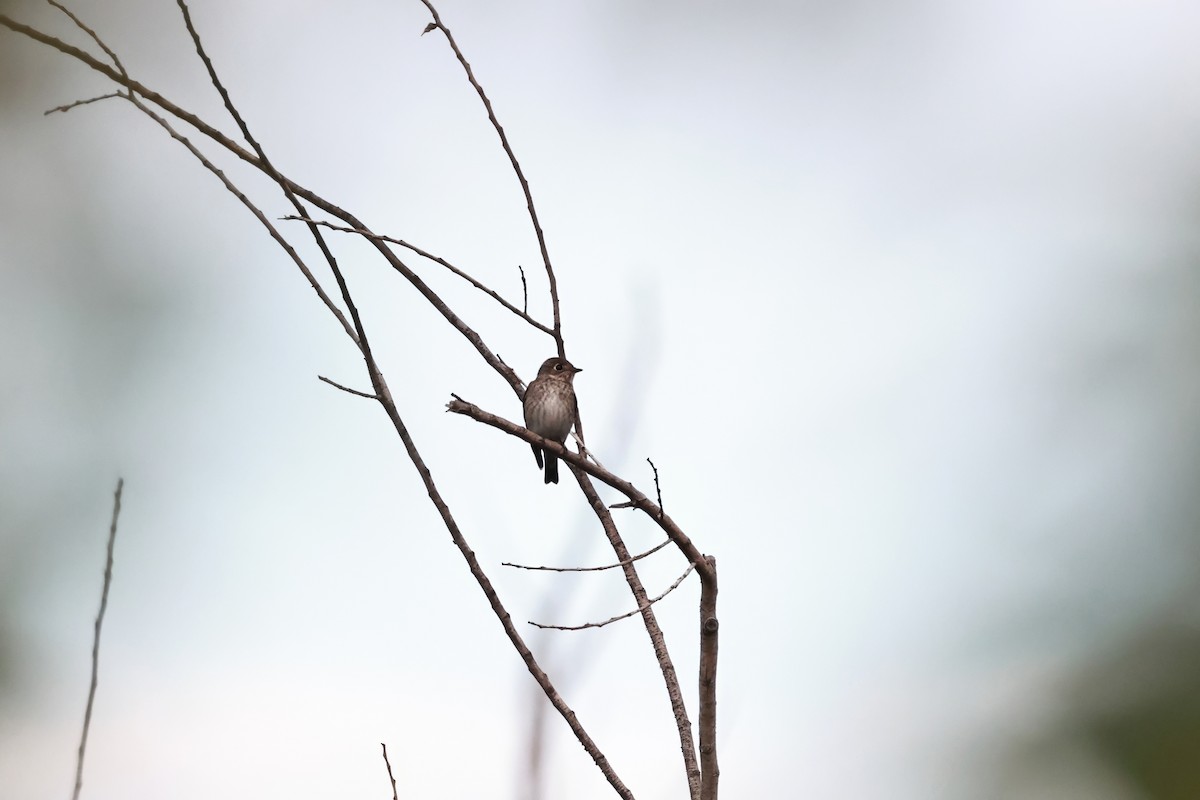 Papamoscas Siberiano (sibirica) - ML642399806