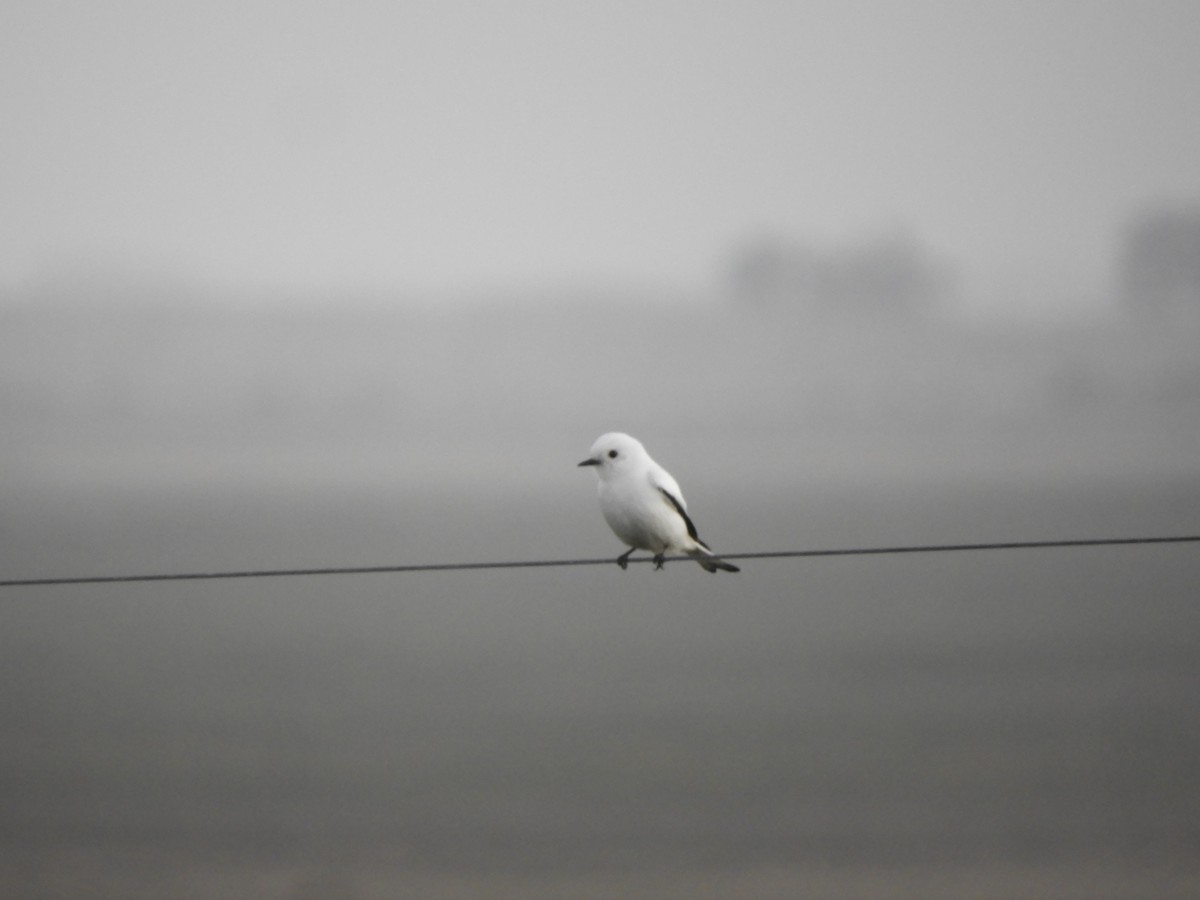Monjita Blanca - ML642399812