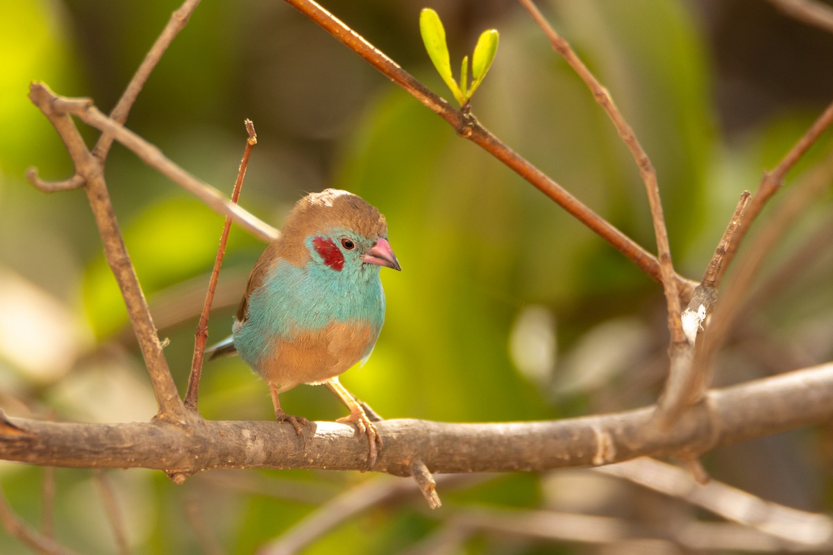 Red-cheeked Cordonbleu - ML642399813
