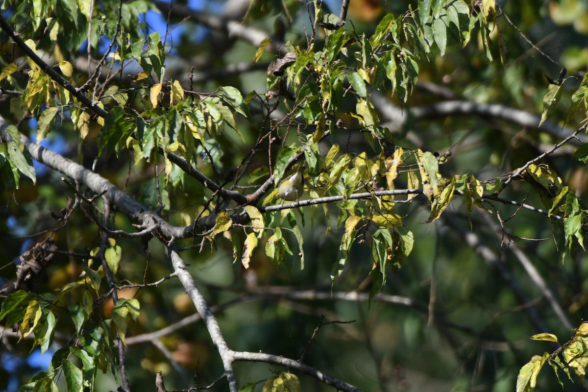 Tennessee Warbler - ML642399819