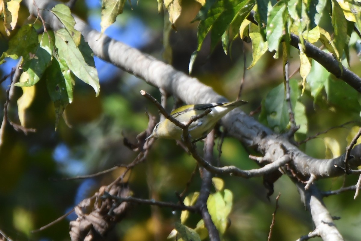 Tennessee Warbler - ML642399837