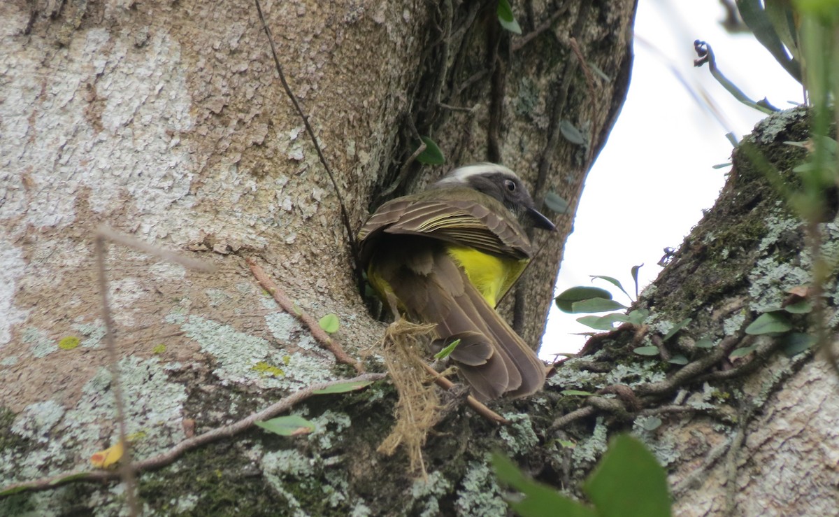 Social Flycatcher - ML642399860