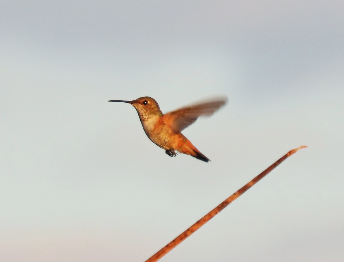 Rufous/Allen's Hummingbird - ML642399863
