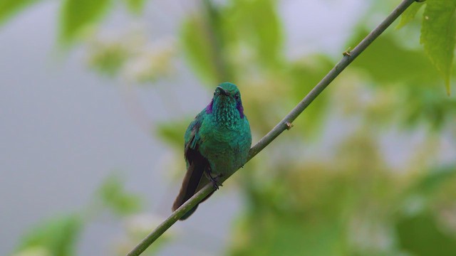 Sparkling Violetear - ML642399891