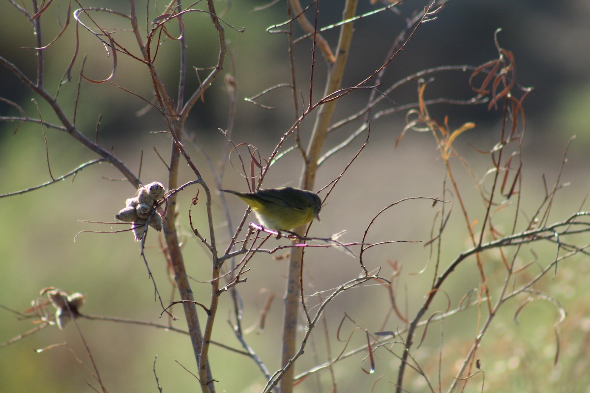 Nashville Warbler - ML642399911