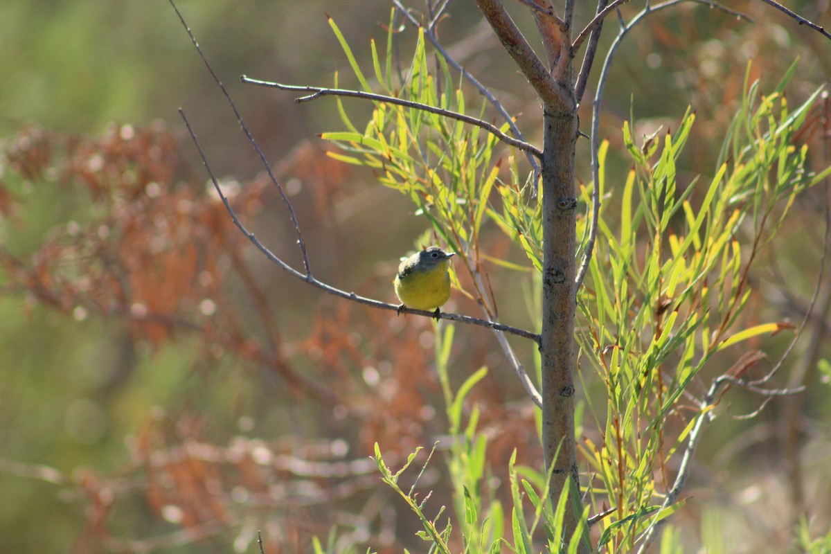 Nashville Warbler - ML642399914