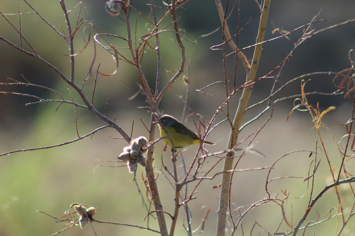 Nashville Warbler - ML642399915