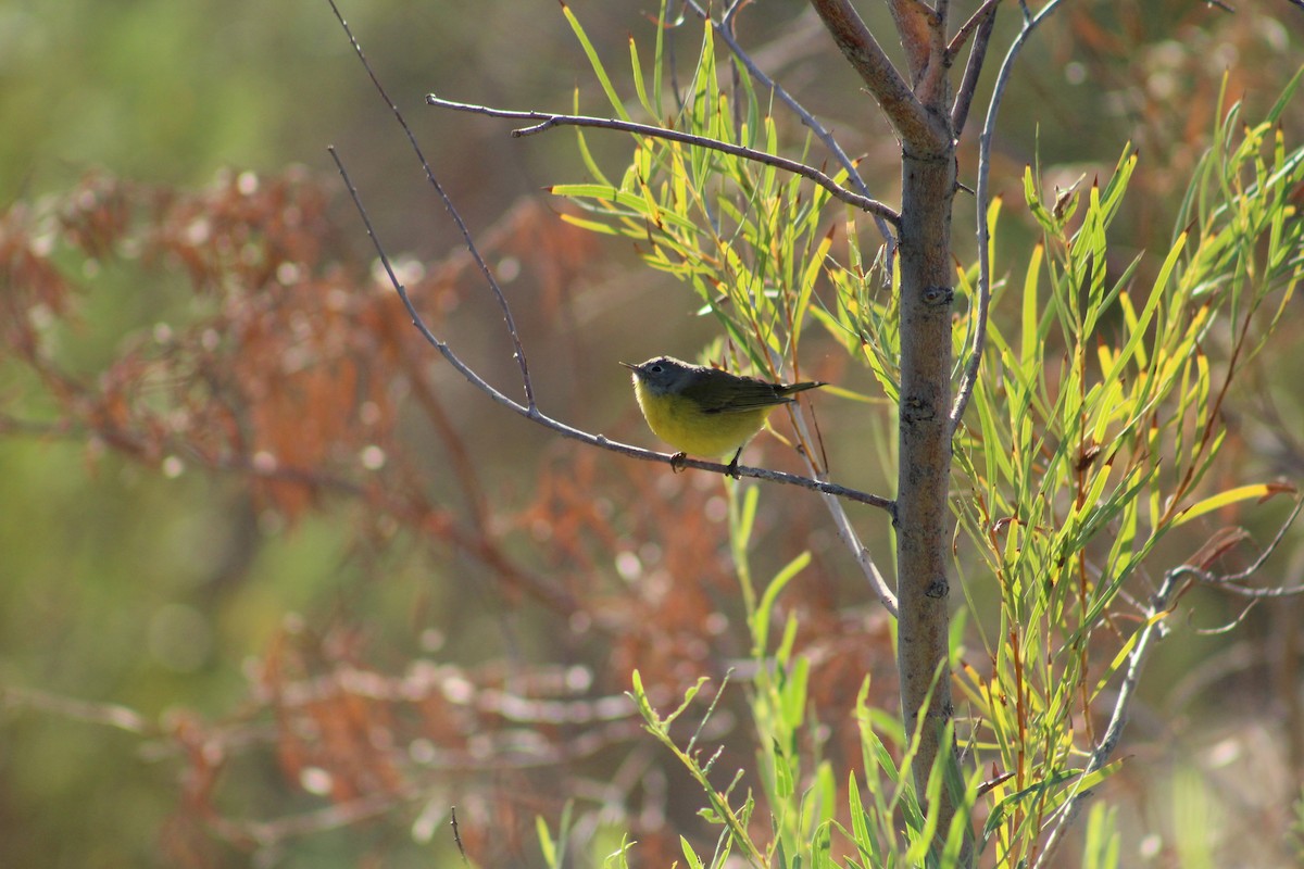 Nashville Warbler - ML642399916