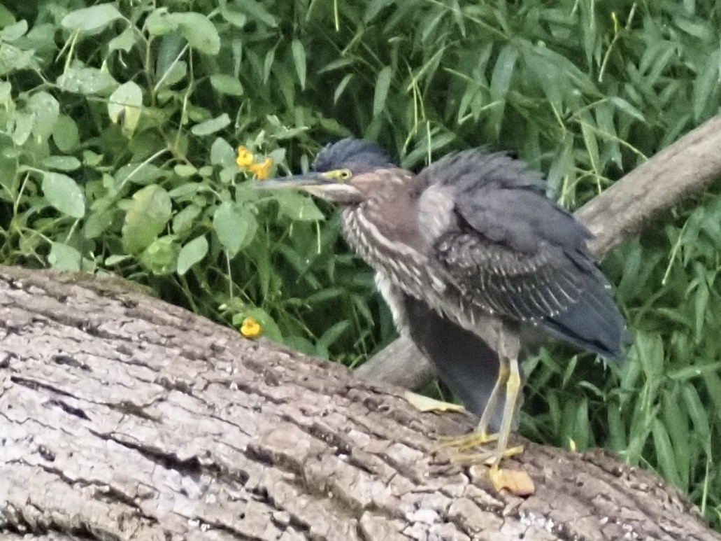 Green Heron - ML642399918