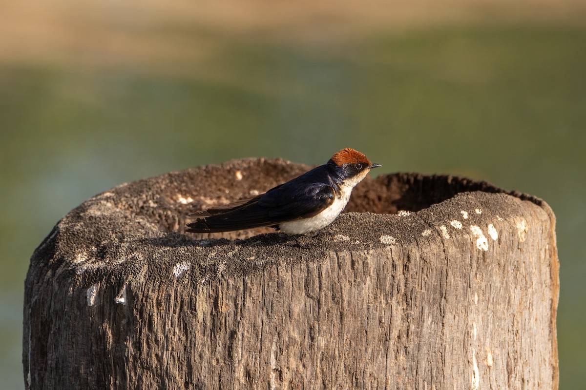 Wire-tailed Swallow - ML642399927