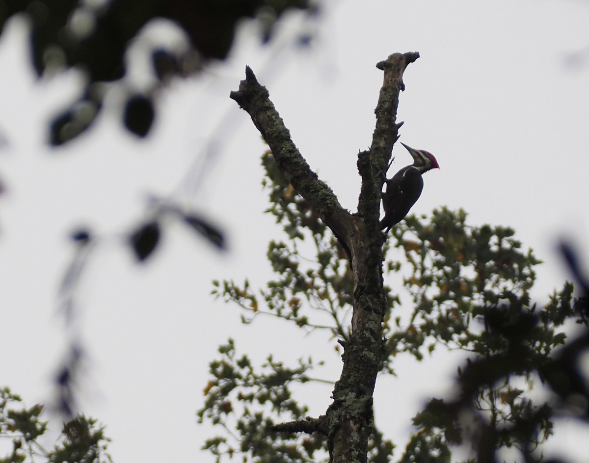 Pileated Woodpecker - ML642399930