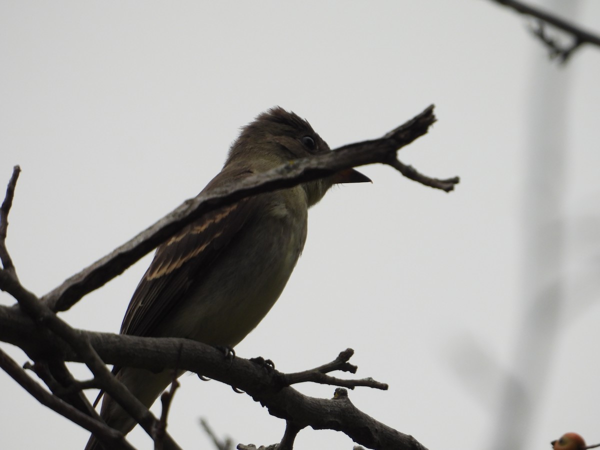 new world flycatcher sp. - ML642399937