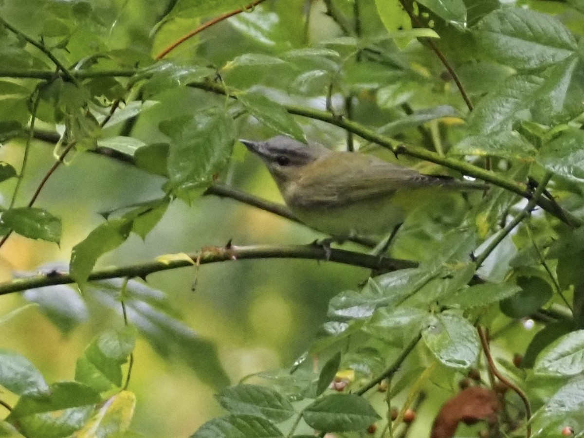 Red-eyed Vireo - ML642399948