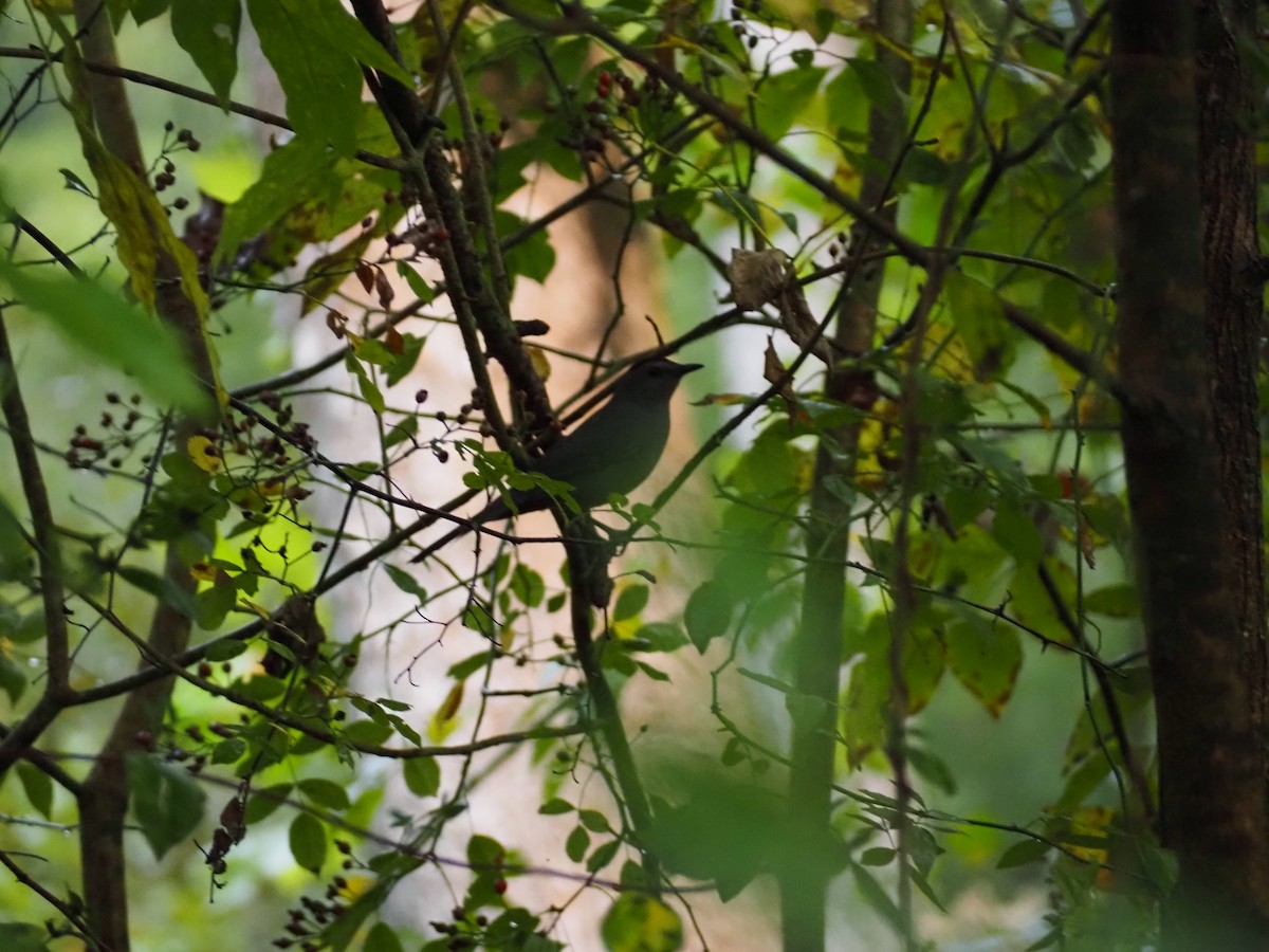 Gray Catbird - ML642399956