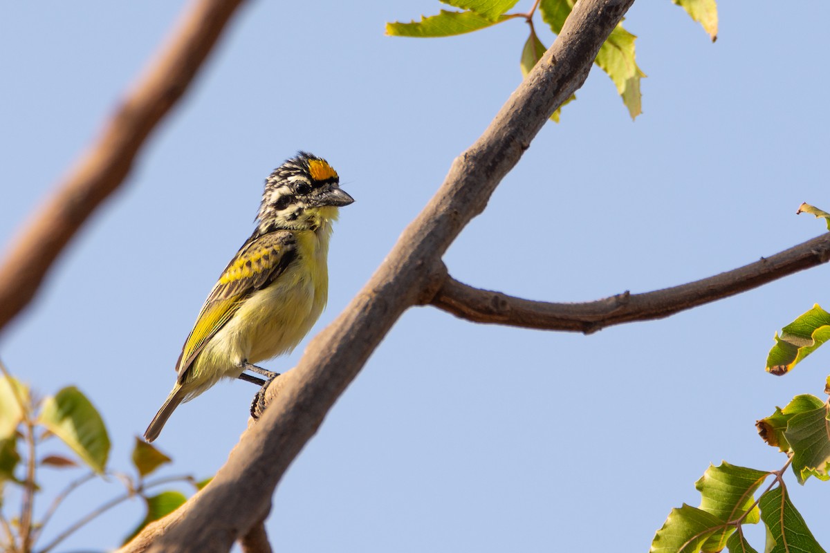 Yellow-fronted Tinkerbird - ML642399970