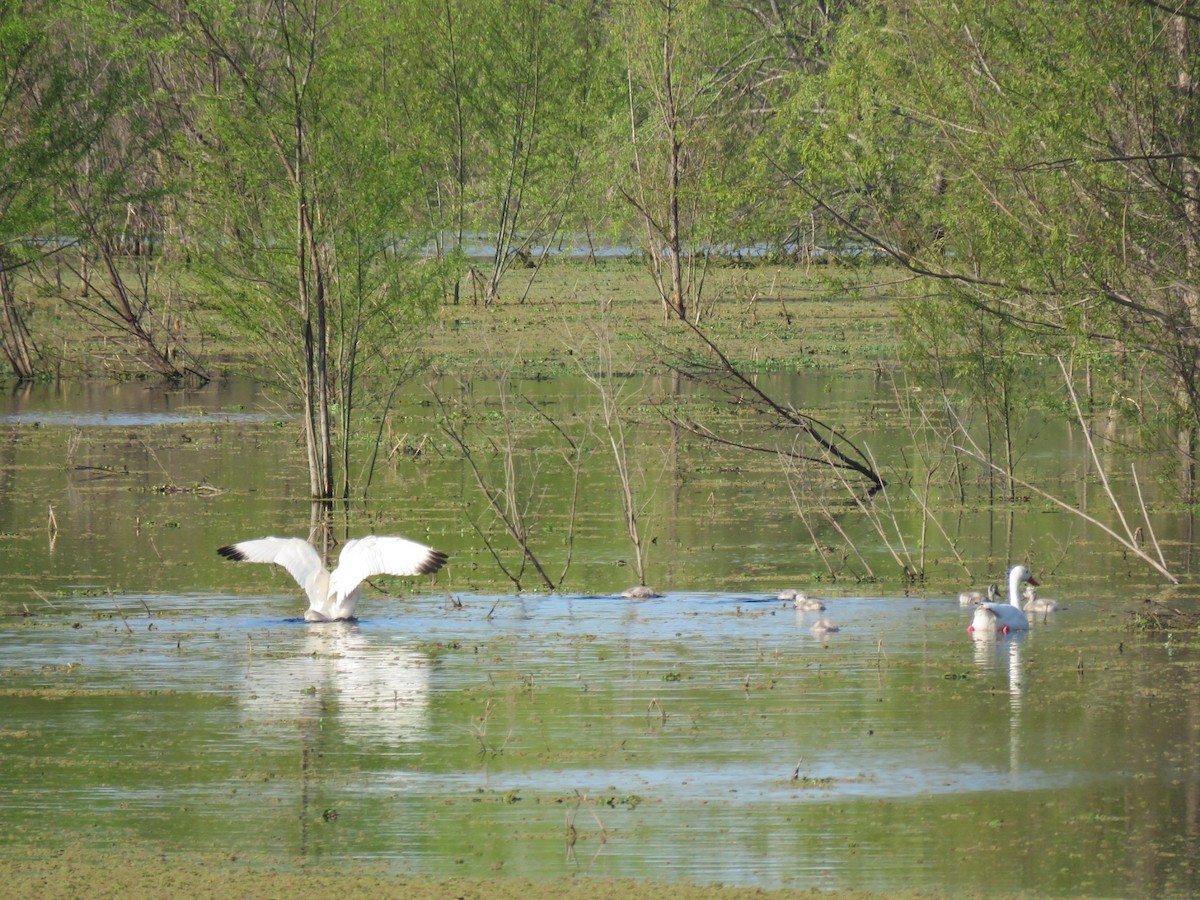 Coscoroba Swan - ML642399971
