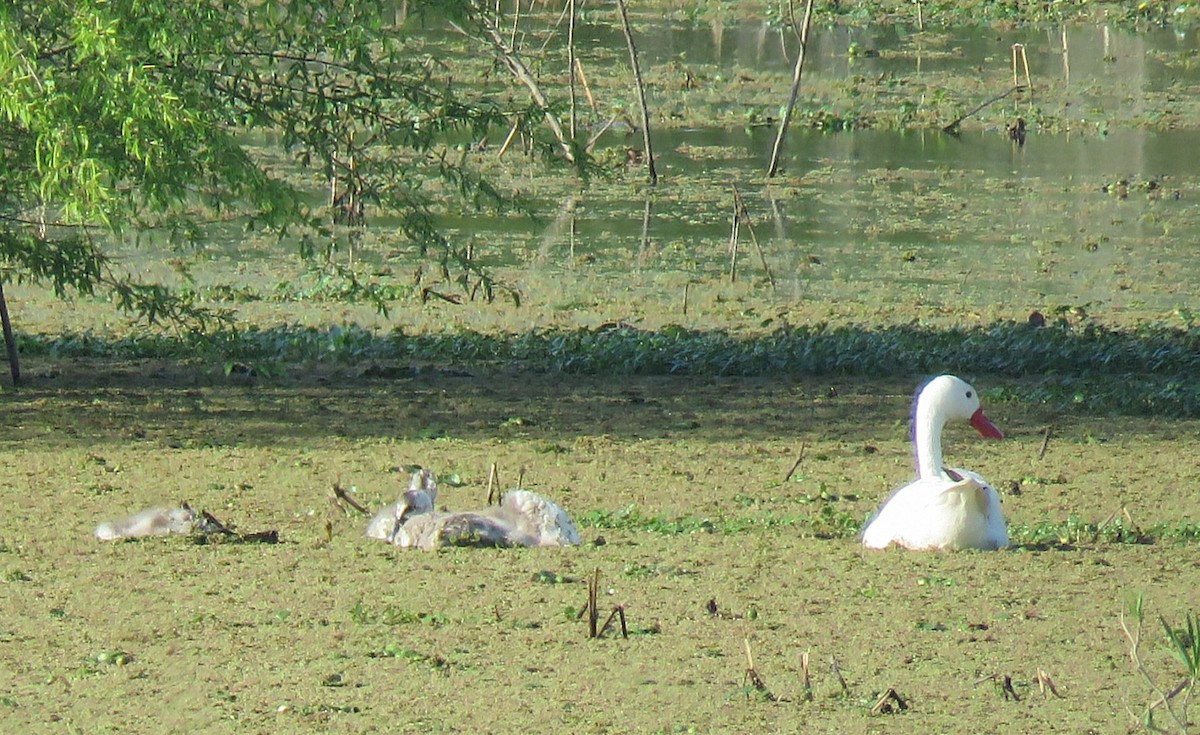 Coscoroba Swan - ML642399975