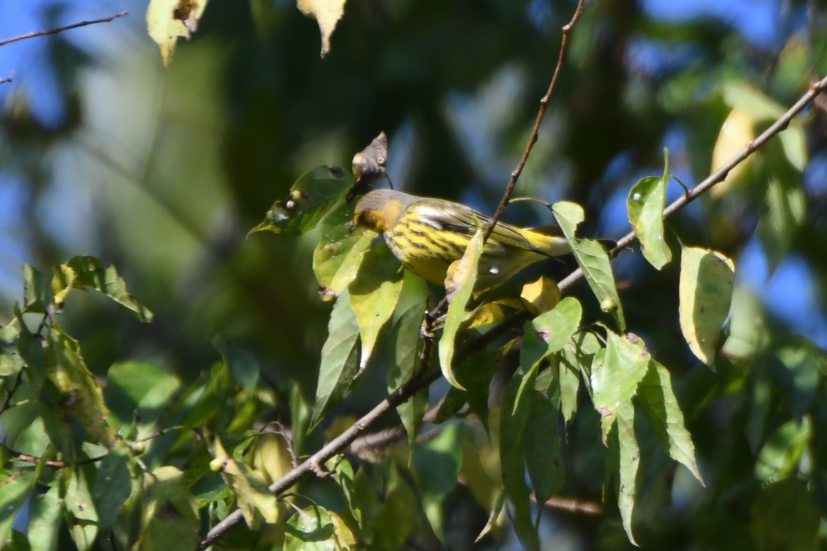 Cape May Warbler - ML642399977