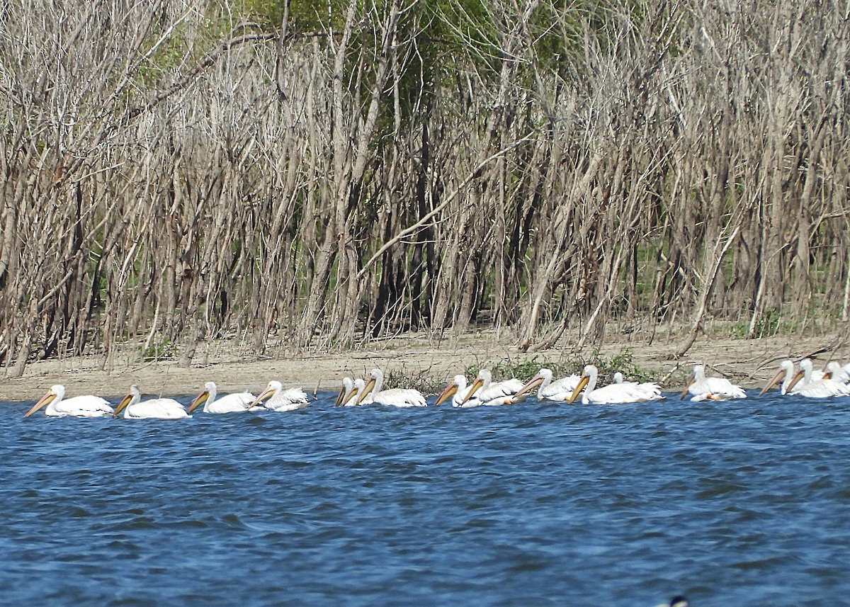 American White Pelican - ML642399979