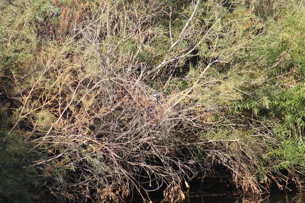 Belted Kingfisher - ML642399982