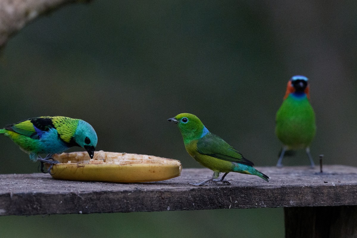 Blue-naped Chlorophonia - ML642399984