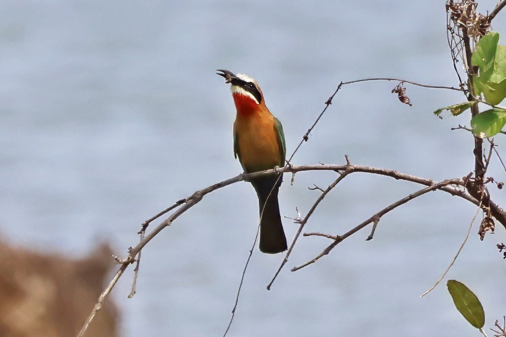 White-fronted Bee-eater - ML642399985