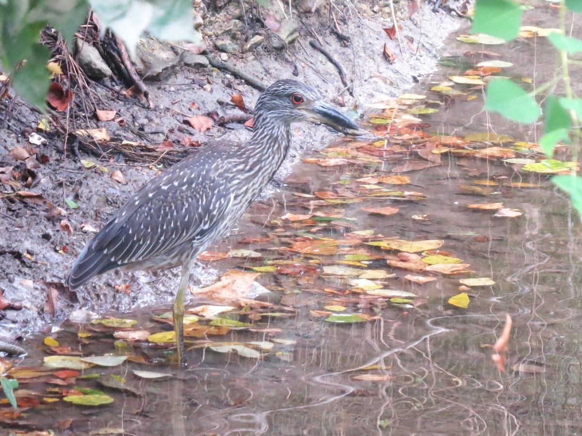 Yellow-crowned Night Heron - ML642399986