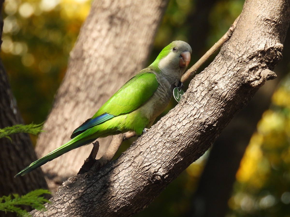 Monk Parakeet - ML642399988