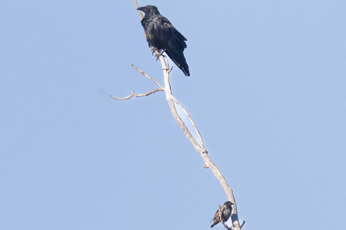 American Crow - ML642399989