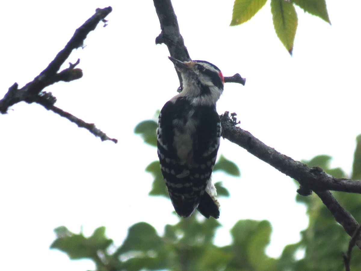Downy Woodpecker - ML642399990
