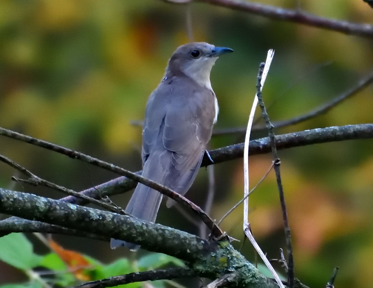 Black-billed Cuckoo - ML642399996