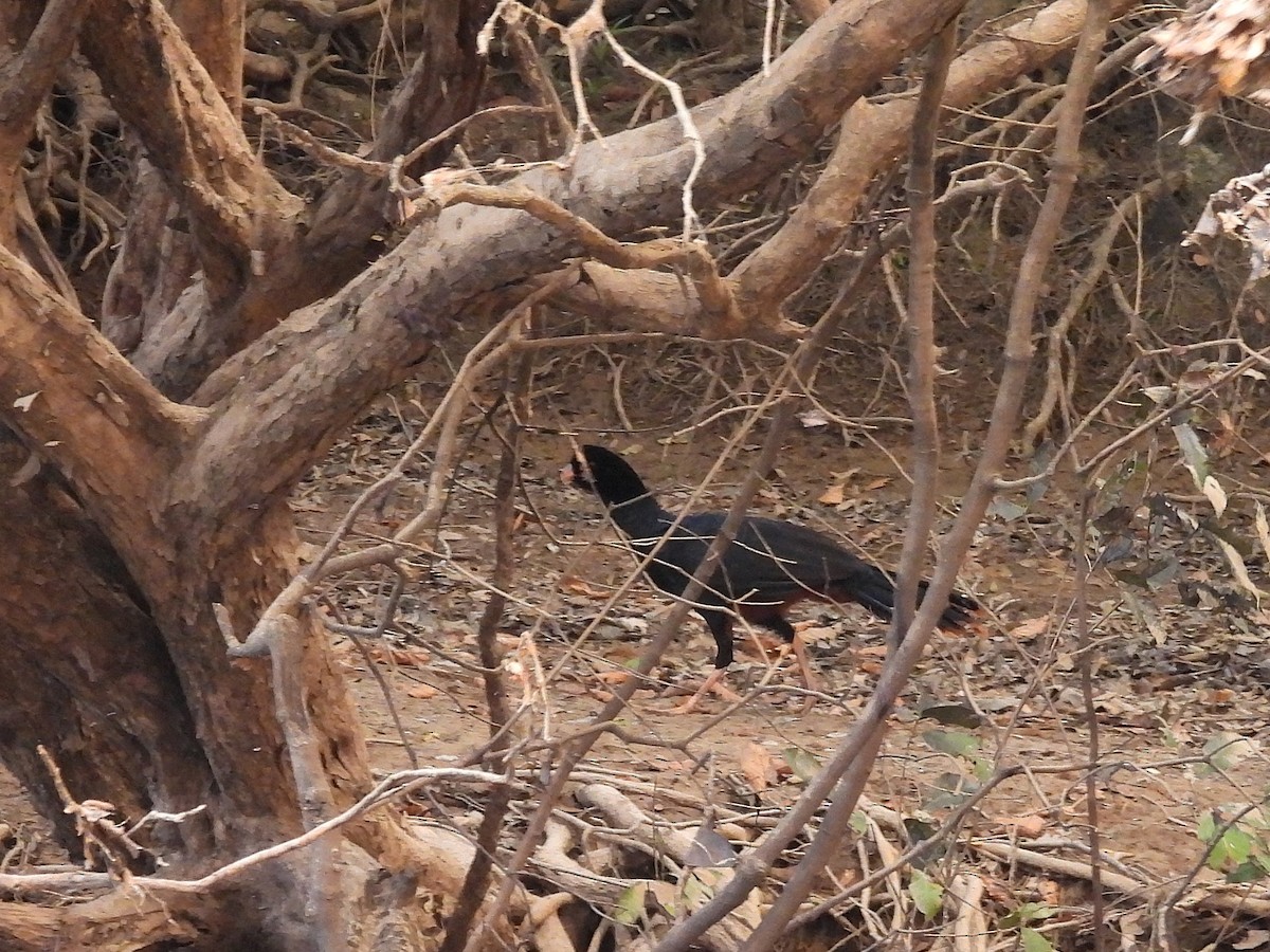 Crestless Curassow - ML642399998