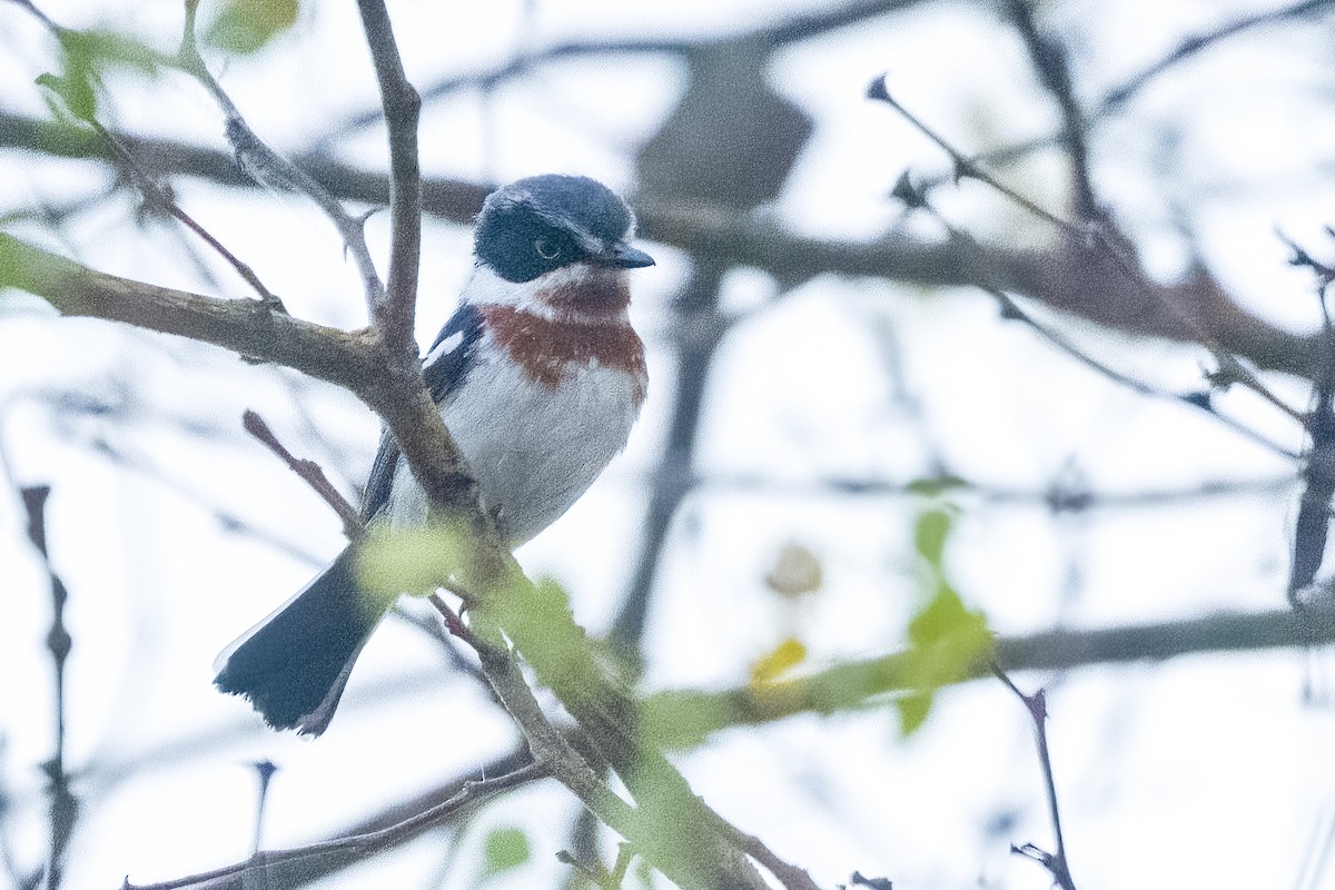 Chinspot Batis - ML642400016