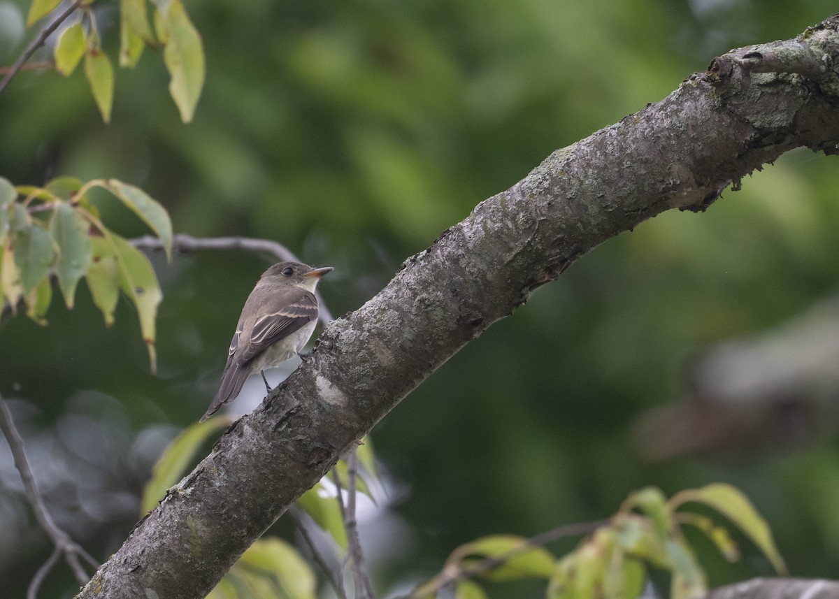 Eastern Wood-Pewee - ML642400019