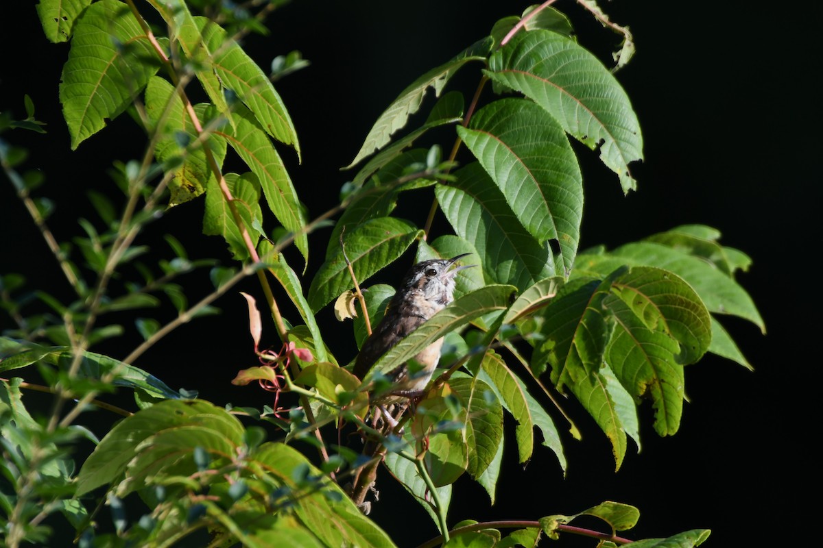 Carolina Wren - ML642400033
