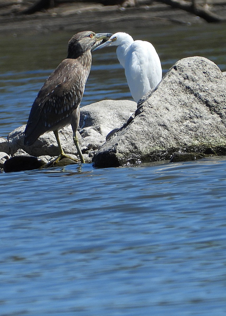 Black-crowned Night Heron - ML642400035