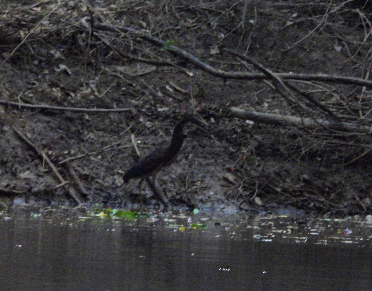 Agami Heron - ML642400049
