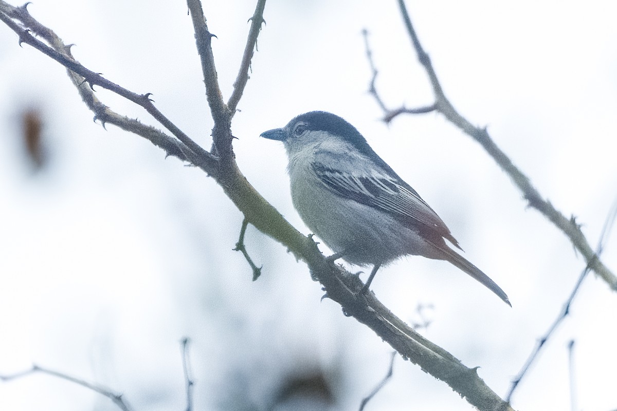 Black-backed Puffback - ML642400053